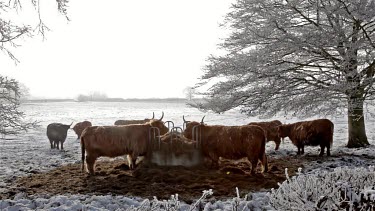 Aberdeen Angus Highland Cattle Eating, Wykeham, North Yorkshire, England