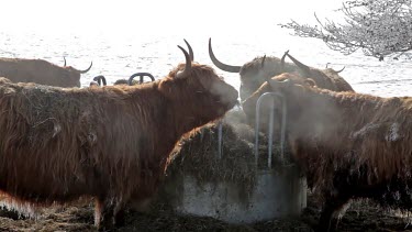 Aberdeen Angus Highland Cattle Eating, Wykeham, North Yorkshire, England