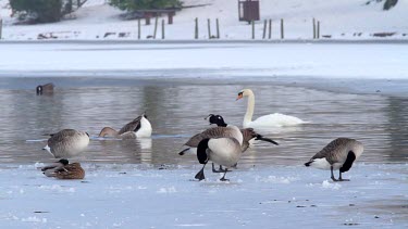 Canadian Geese, Branta Canadensis & Mute Swan, Cygnus Olor On Frozen Lake, Weaponness Valley, Mere, Scarborough, England