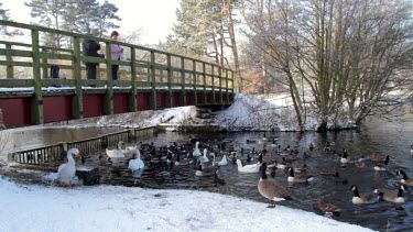 Feeding Geese, Swans & Ducks, Weaponness Valley, Mere, Scarborough, England