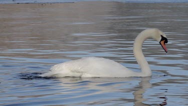 Mute Swan Cygnus Olor, Adjusts Feathers, Weaponness Valley, Mere, Scarborough, England