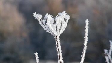 Hard Frost On Plant, Weaponness Valley, Mere, Scarborough, England
