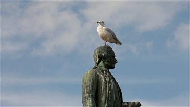 Herring Gull & Captain Cook Statue, Whitby, North Yorkshire, England