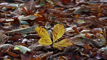 Autumn Leaves On Ground In Woodland, Forge Valley, West Ayton, Scarborough, North Yorkshire