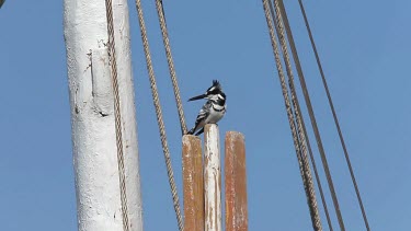 Pied Kingfisher On Boat Rigging, River Nile, Luxor, Egypt