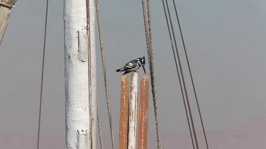Pied Kingfisher On Boat Rigging, River Nile, Luxor, Egypt