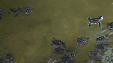 Baby Turtles In Pool, Bentota Beach, Sri Lanka