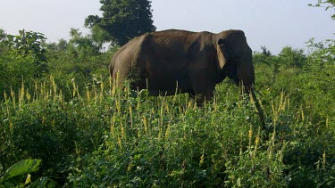 CM0094-APL-0061461 Asian Elephant, Udawalawe Safari Park, Sri Lanka