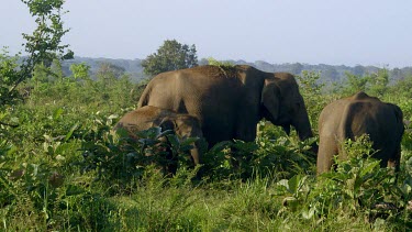 Asian Elephants With Young, Udawalawe Safari Park, Sri Lanka