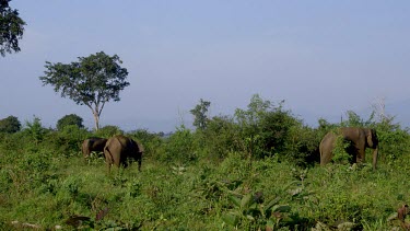 Asian Elephants Grazing, Udawalawe Safari Park, Sri Lanka
