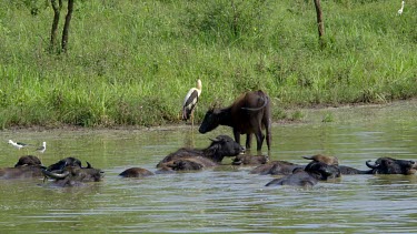 Domestic & Wild Water Buffalo, Udawalawe Safari Park, Sri Lanka