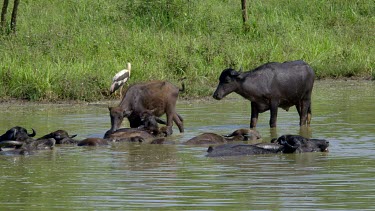 Domestic Water Buffalo, Udawalawe Safari Park, Sri Lanka