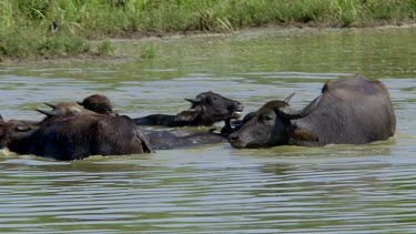Domestic Water Buffalo, Udawalawe Safari Park, Sri Lanka