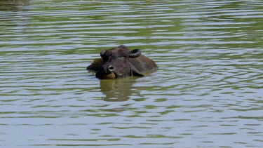 Domestic Water Buffalo Chewing The Cud, Udawalawe Safari Park, Sri Lanka