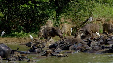 Wild & Domestic Water Buffalo Chewing The Cud, Udawalawe Safari Park, Sri Lanka