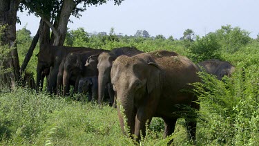 Asian Elephants Grassing, Udawalawe Safari Park, Sri Lanka
