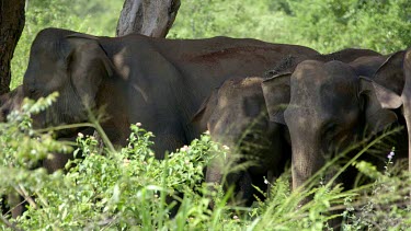 Asian Elephants Under Tree In Shade, Udawalawe Safari Park, Sri Lanka