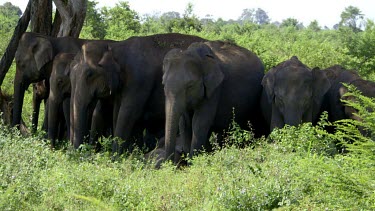 Asian Elephants Under Tree In Shade, Udawalawe Safari Park, Sri Lanka