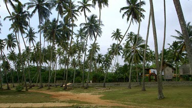 Train & Coconut Palm Trees, Bentota, Sri Lanka