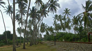 Red Train & Coconut Palm Trees, Bentota, Sri Lanka