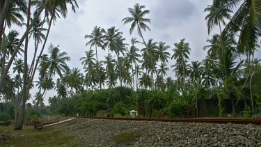 Train & Coconut Palm Trees, Bentota, Sri Lanka