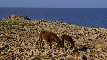 Wild Donkeys Grassing On Rocks, Karpas Peninsula, Cyprus, Northern Cyprus
