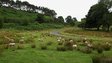 Grazing Swaledale Sheep, Nr Hutton-Le-Hole, England