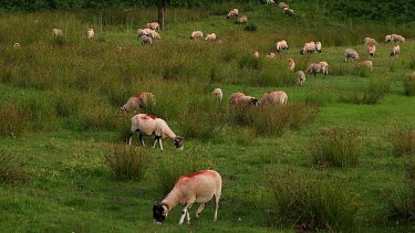Grazing Swaledale Sheep, Nr Hutton-Le-Hole, England