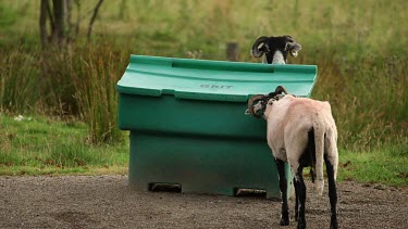 Swaledale Sheep & Road Grit Bin, Nr Hutton-Le-Hole, England