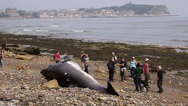 Dog Checks Out Minke Whale Washed Up Beach, South Bay, Scarborough, England