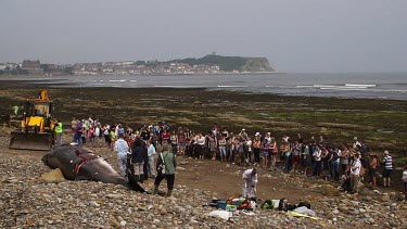 Large Crown Watch Autopsy By The Zoological Society Of London On A Washed Up Minke Whale, South Bay, Scarborough, England