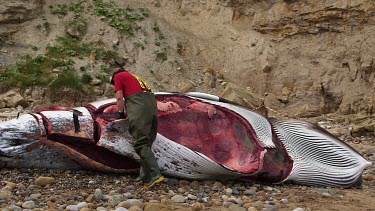 Autopsy On A Washed Up Minke Whale By Zoological Society Of London, South Bay, Scarborough, England