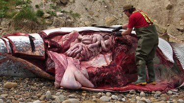 Autopsy On A Washed Up Minke Whale By Zoological Society Of London, South Bay, Scarborough, England