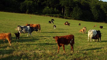 Limousin & Holstein Cattle, Wrench Green, North Yorkshire, England