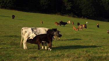 Holstein Cattle & Feeding Calf, Wrench Green, North Yorkshire, England