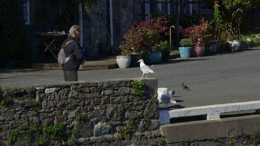 Woman Feeds Seagulls, Port Saint Mary, Isle Of Man, British Isles