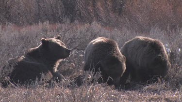 3 Grizzly bears in forest