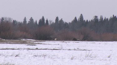3-4 Grizzly bears far away on snowy forest meadow