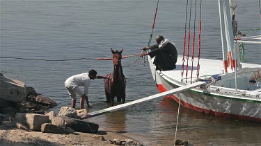 Egyptian Cab Drivers Wash Horse, River Nile, Luxor, Egypt