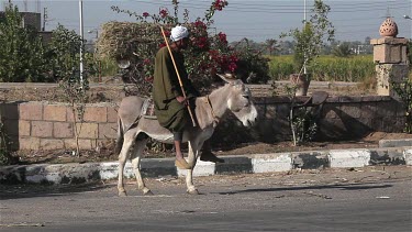 Man On Donkey Crosses Road, River Nile, Luxor, Egypt