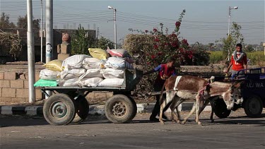 Donkeys & Cart With Heavy Load, River Nile, Luxor, Egypt