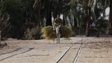 Man Riding Donkey, Carrying Sugar Cane, Near, Luxor, Egypt