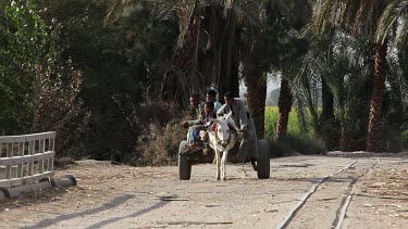 People On White Donkey & Cart, Near, Luxor, Egypt