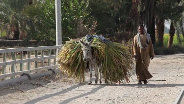 Man With Donkey Carrying Sugar Cane, Near, Luxor, Egypt
