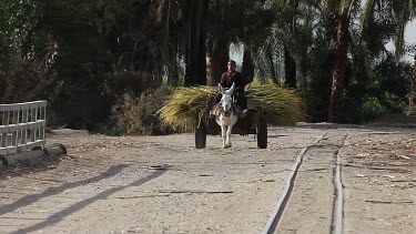 Boy With Donkey & Cart Carrying Sugar Cane, Near, Luxor, Egypt