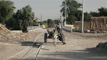 Boy With Donkey & Cart, Near, Luxor, Egypt