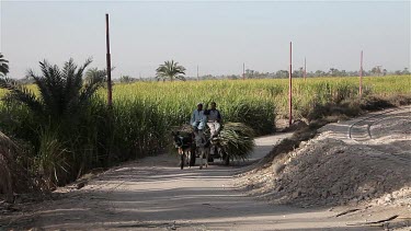 Locals On Donkey & Cart Carrying Sugar Cane, Near, Luxor, Egypt