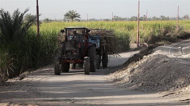Tractor Carrying Sugar Cane, Near, Luxor, Egypt