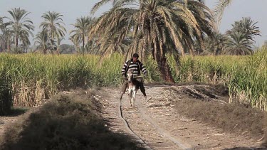 Youth Running On Donkey, Near, Luxor, Egypt