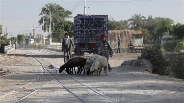 Men Hurding Sheep, Near, Luxor, Egypt